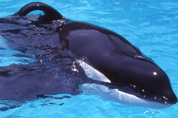 Keiko-in-captivity-2000-×-1000px